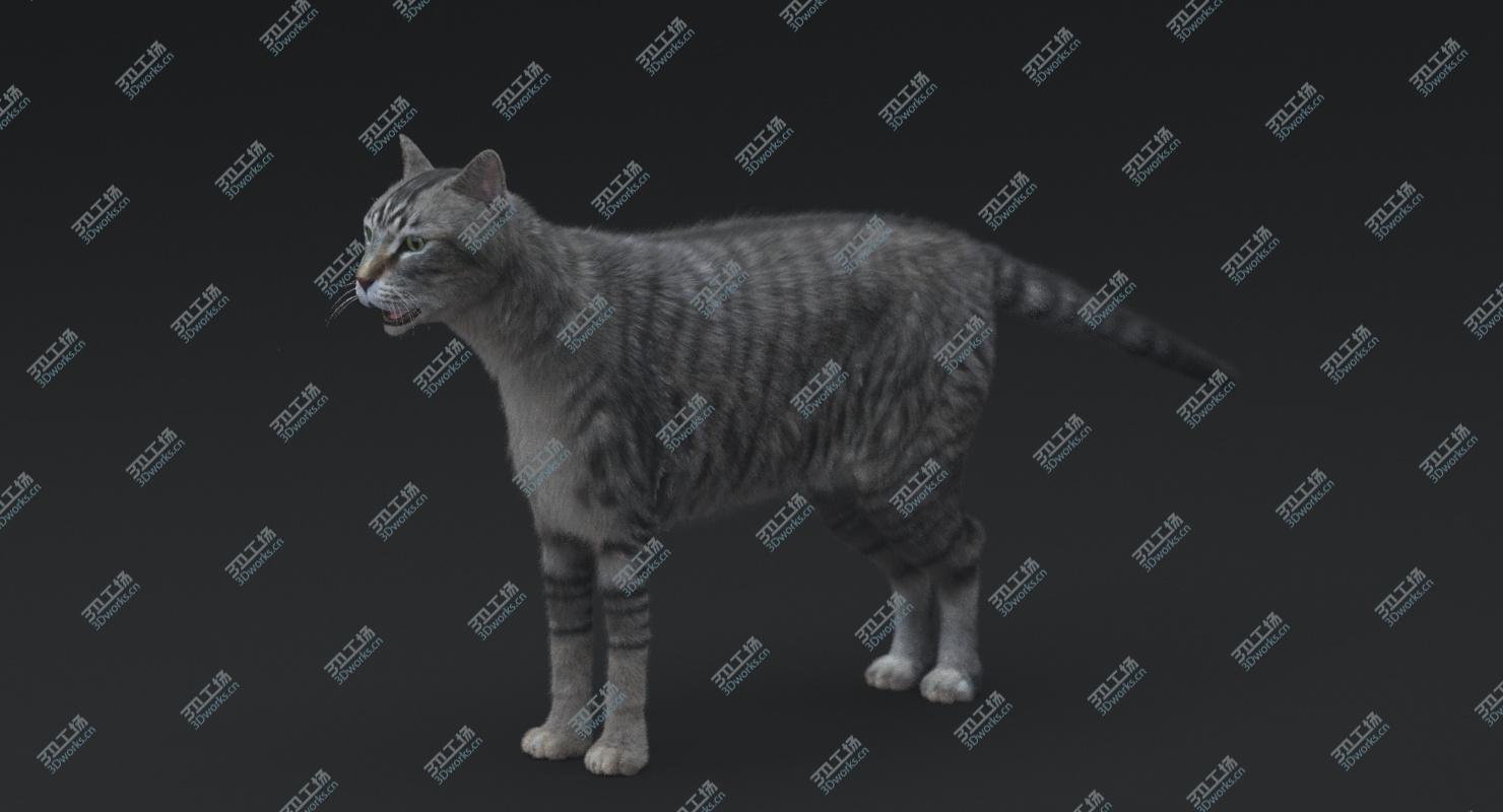 images/goods_img/202105072/Cat (Mackerel Tabby)RIGGED 3D model/2.jpg